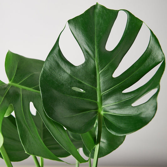 Philodendron Monstera 'Split-Leaf' - House Plant Shop