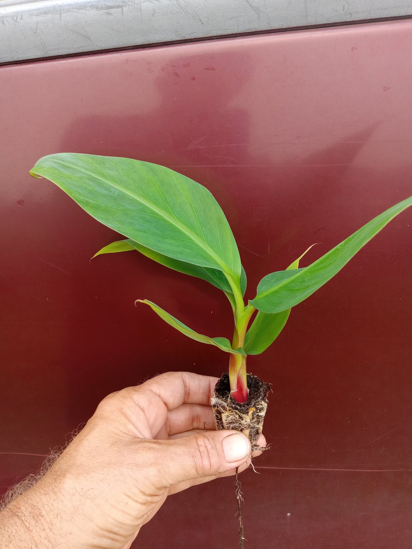 Red Cuban Banana Tree - Red Dacca Banana