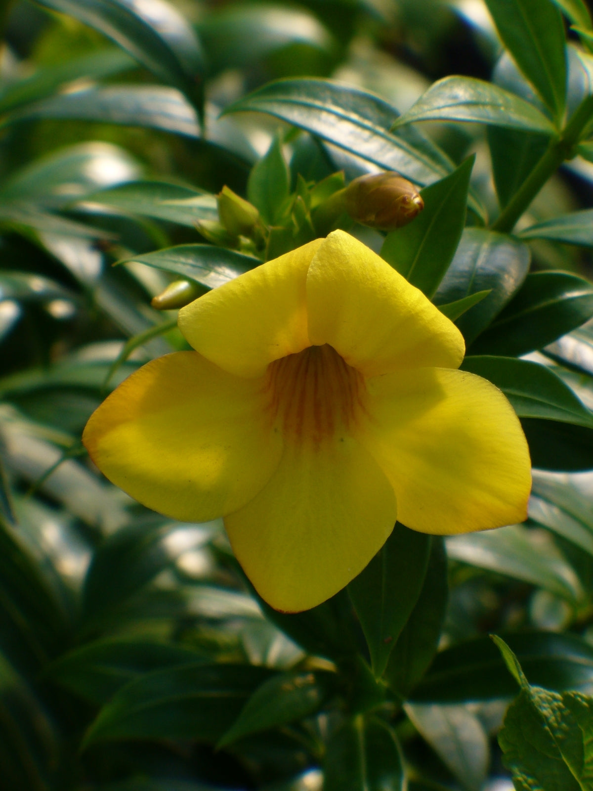 Allamanda 'Dwarf Yellow' (Pack of 2)