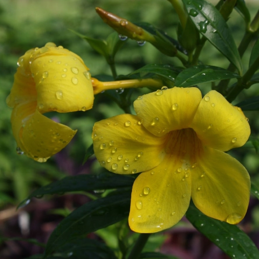 Allamanda 'Dwarf Yellow' (Pack of 2)