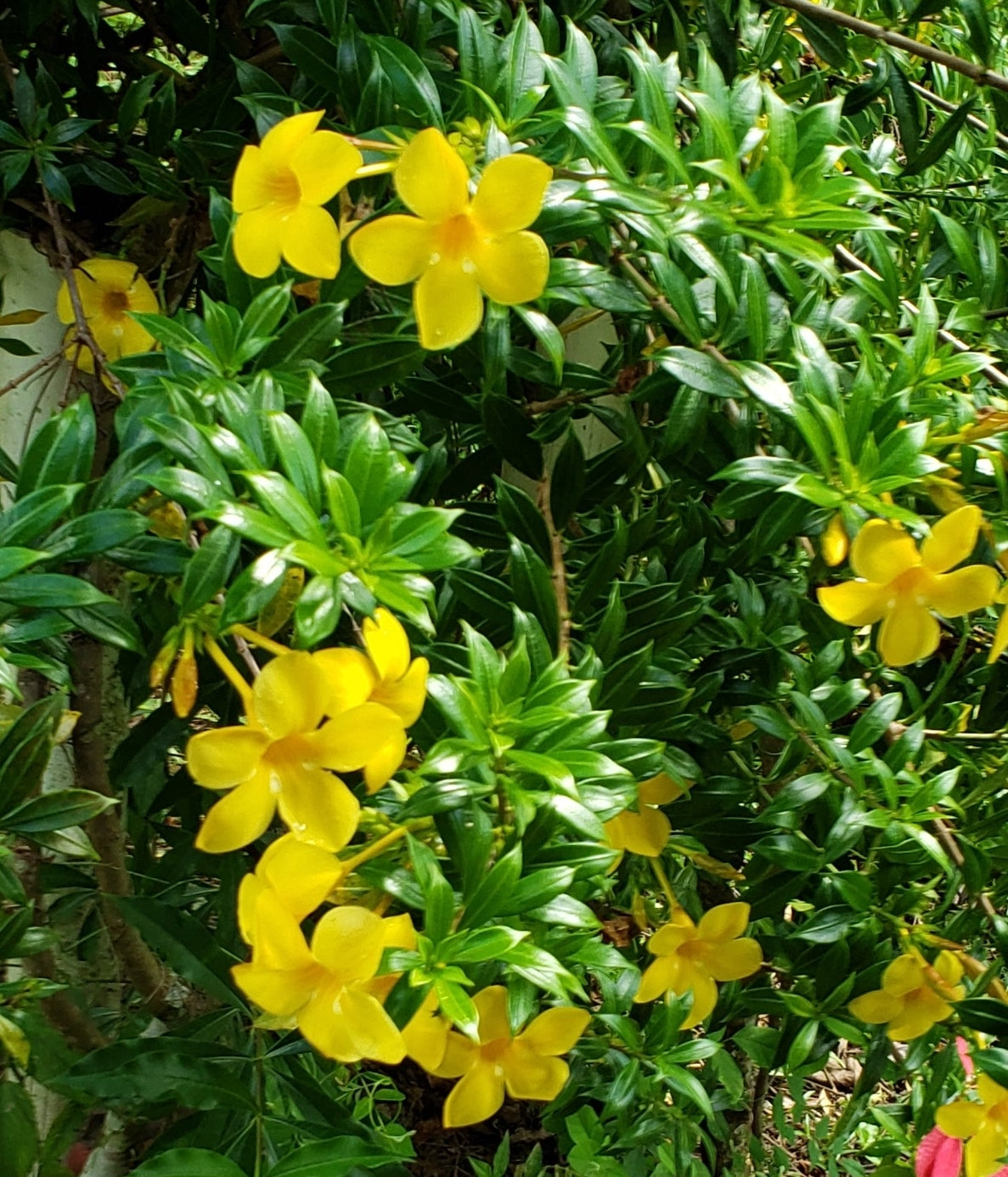 Allamanda 'Dwarf Yellow' (Pack of 2)