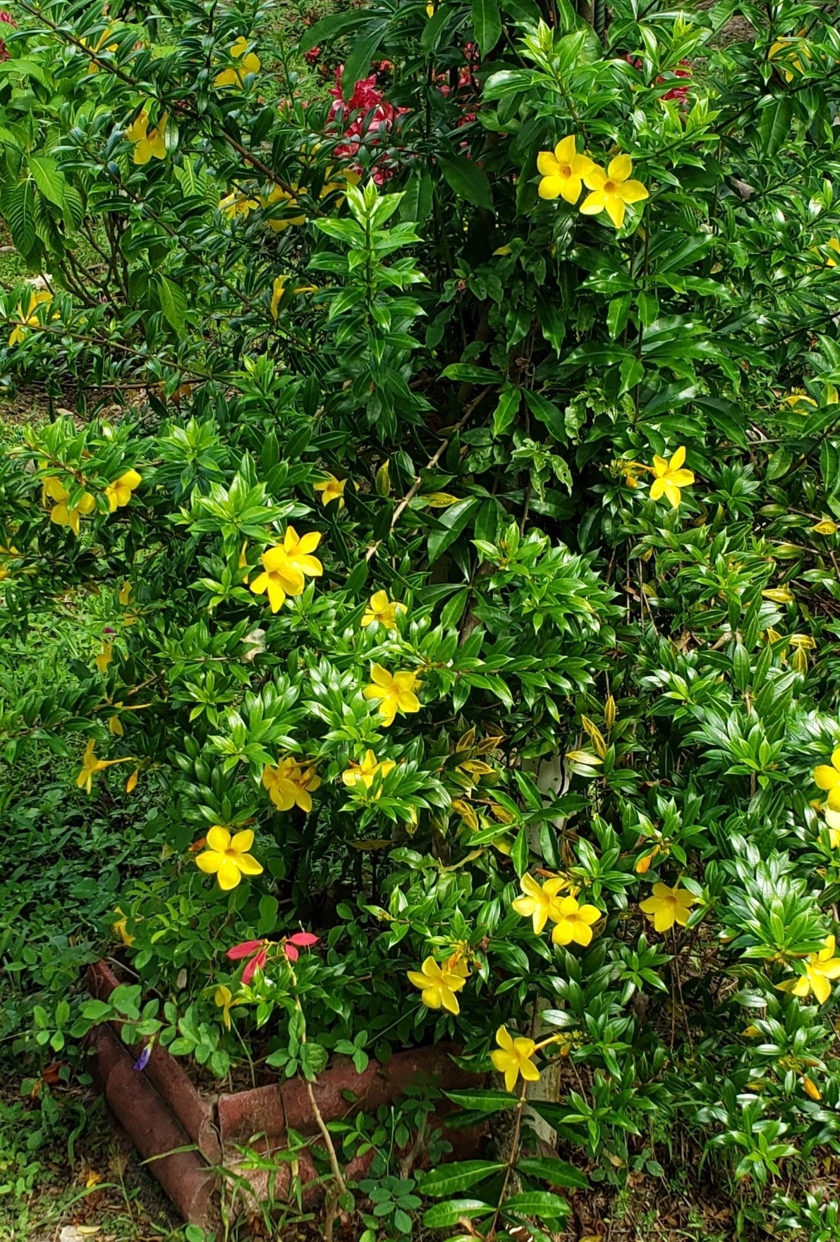Allamanda 'Dwarf Yellow' (Pack of 2)