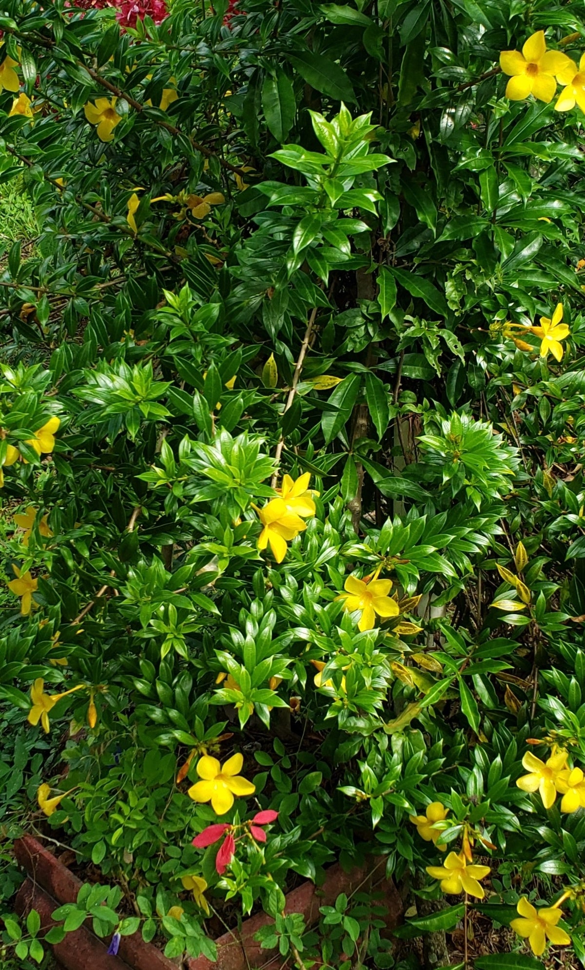 Allamanda 'Dwarf Yellow' (Pack of 2)