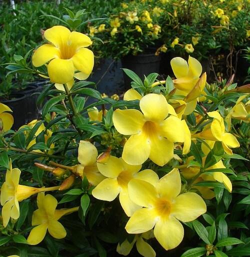Allamanda 'Dwarf Yellow' (Pack of 2)