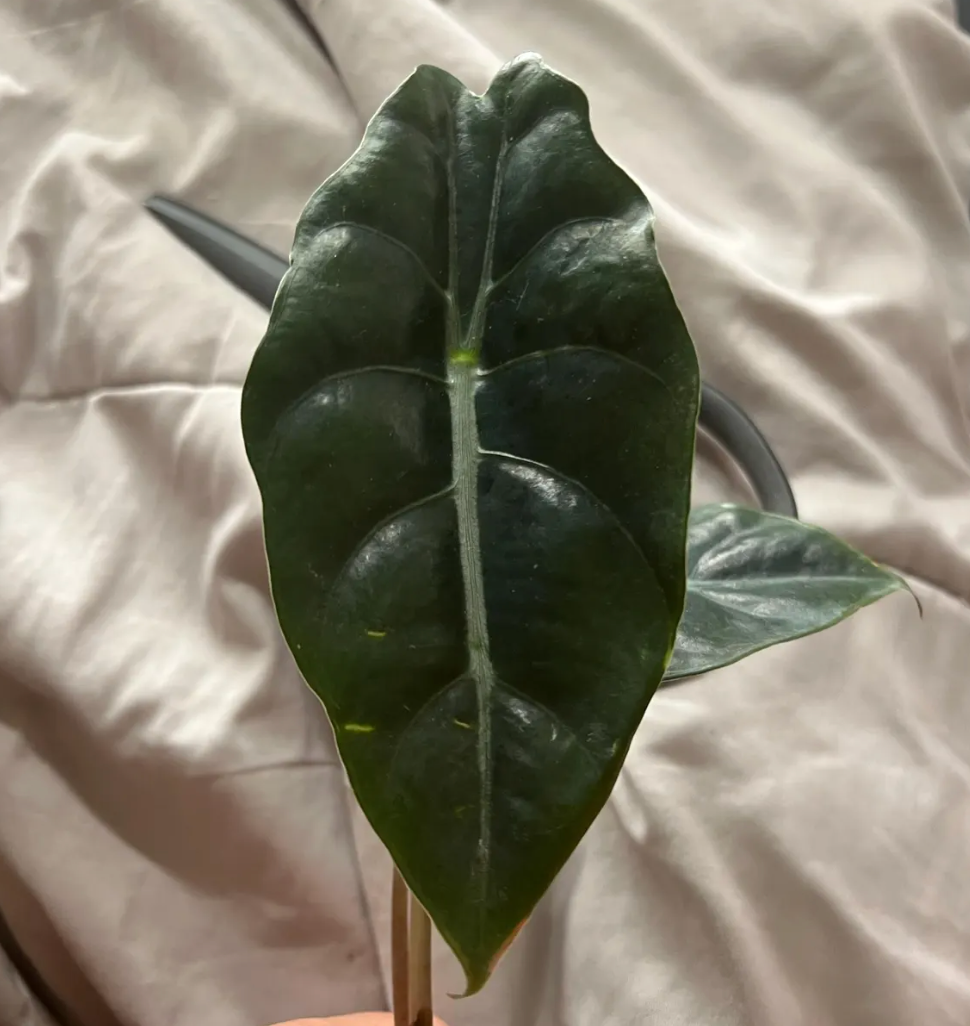 Alocasia Chantrieri