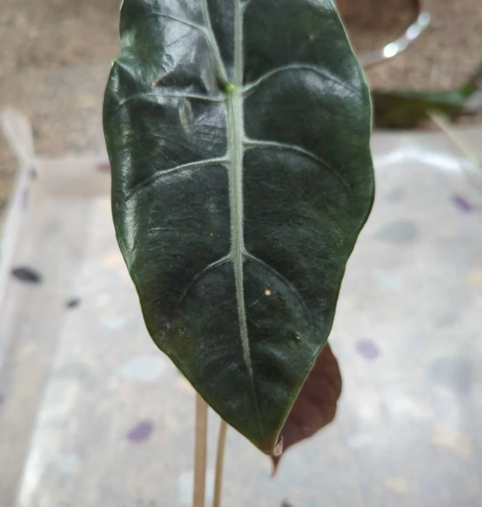 Alocasia Chantrieri