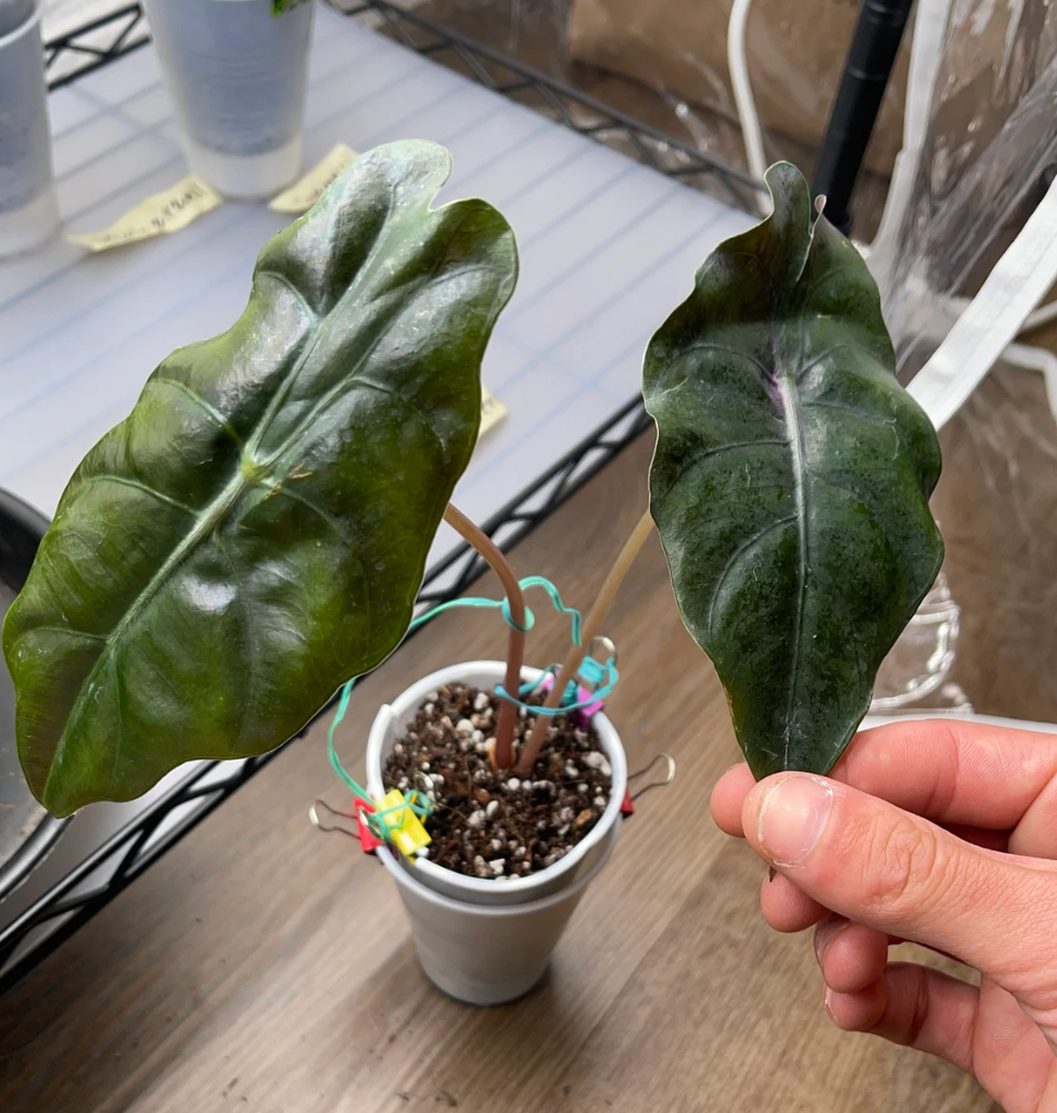 Alocasia Chantrieri