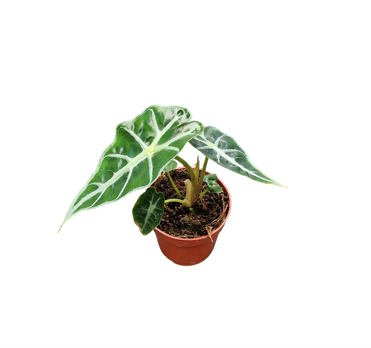 Alocasia Mandalay