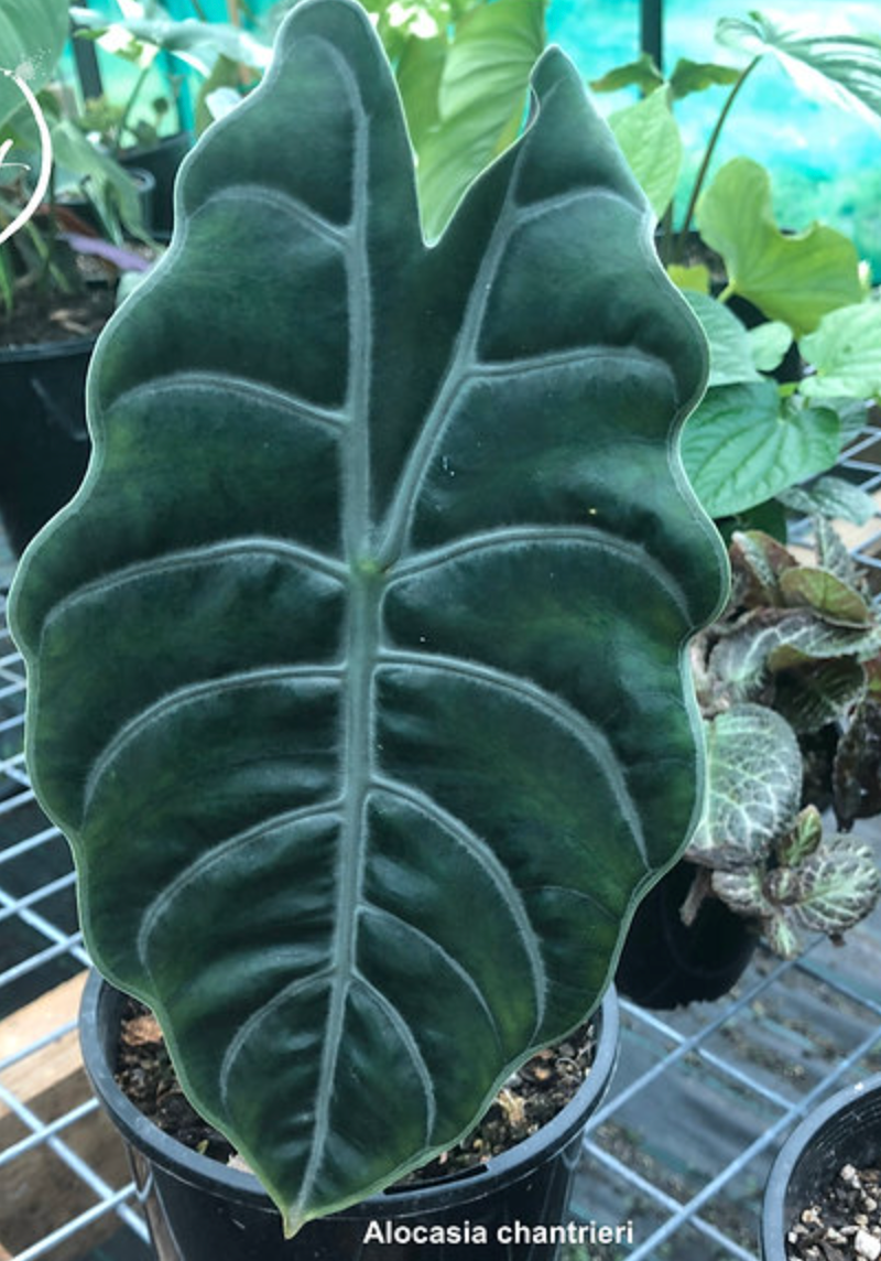 Alocasia Chantrieri