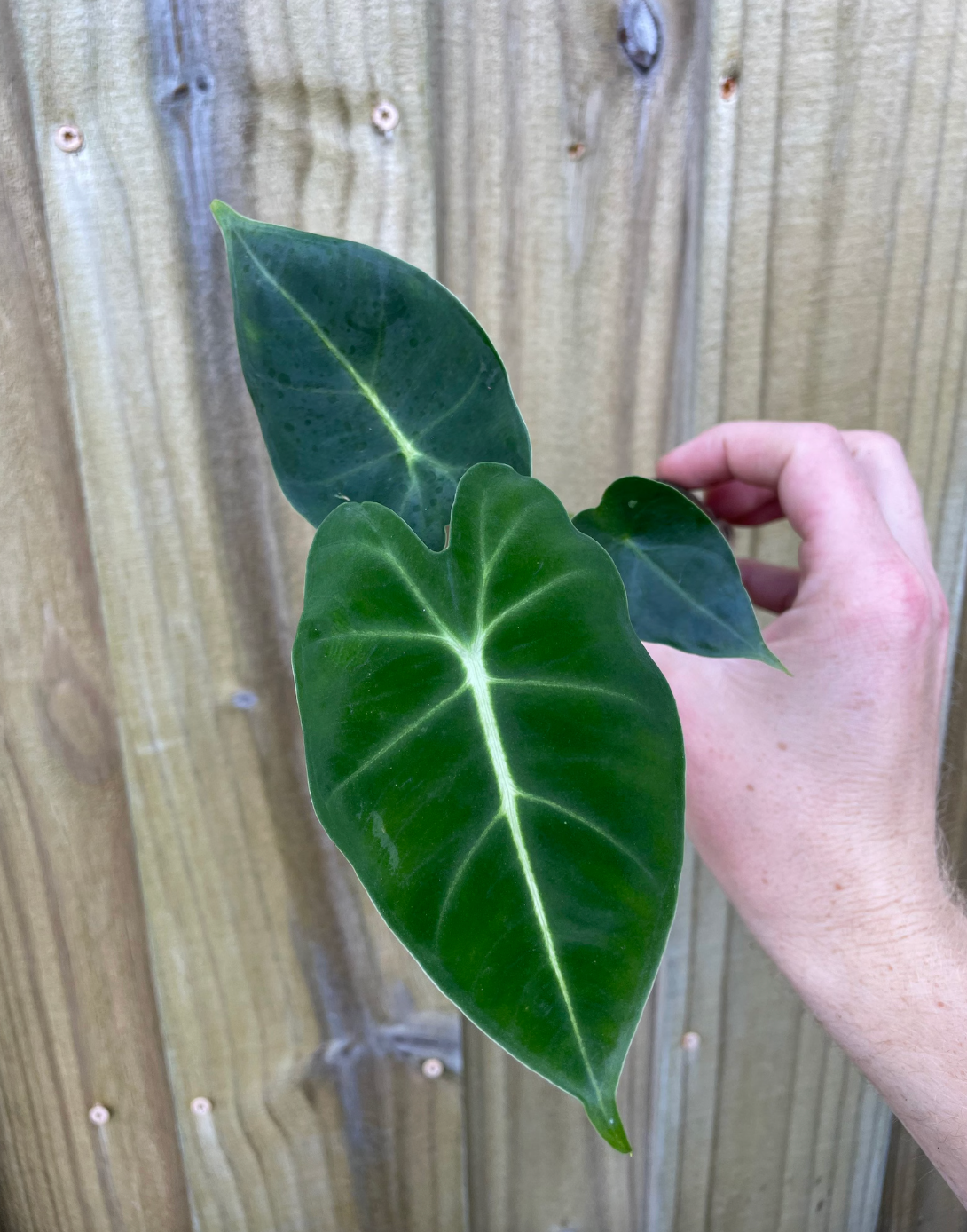 Alocasia Frydek (Green Velvet Alocasia) – Frydek Elephant Ear