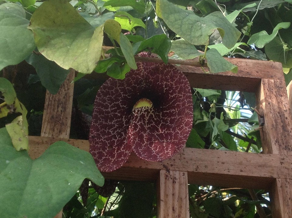 Giant Dutchman's Pipe Plant - Pack of 2