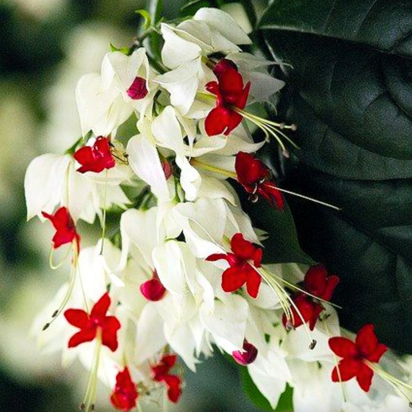 Bleeding Heart White Plants