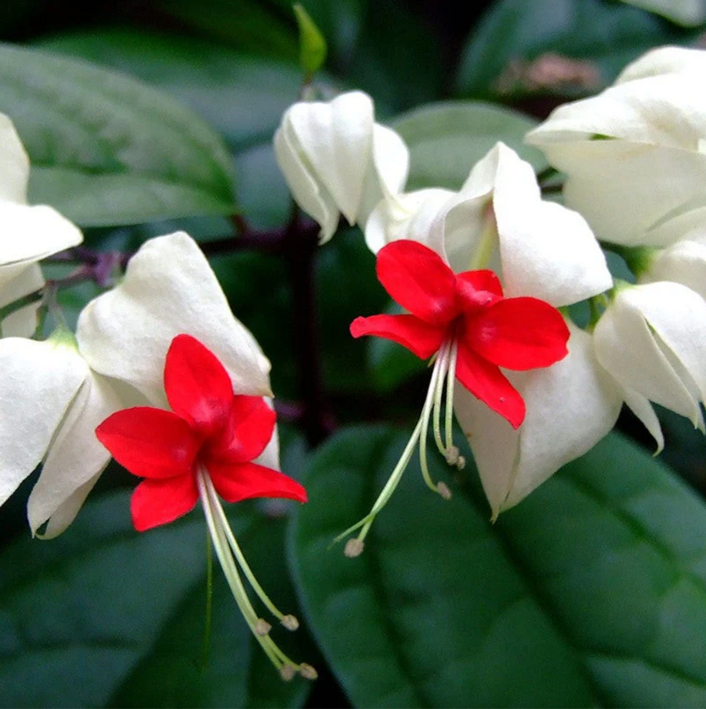 Bleeding Heart White Plants
