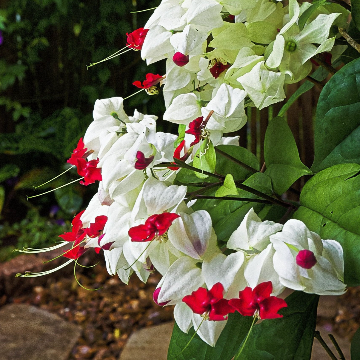 Bleeding Heart White Plants