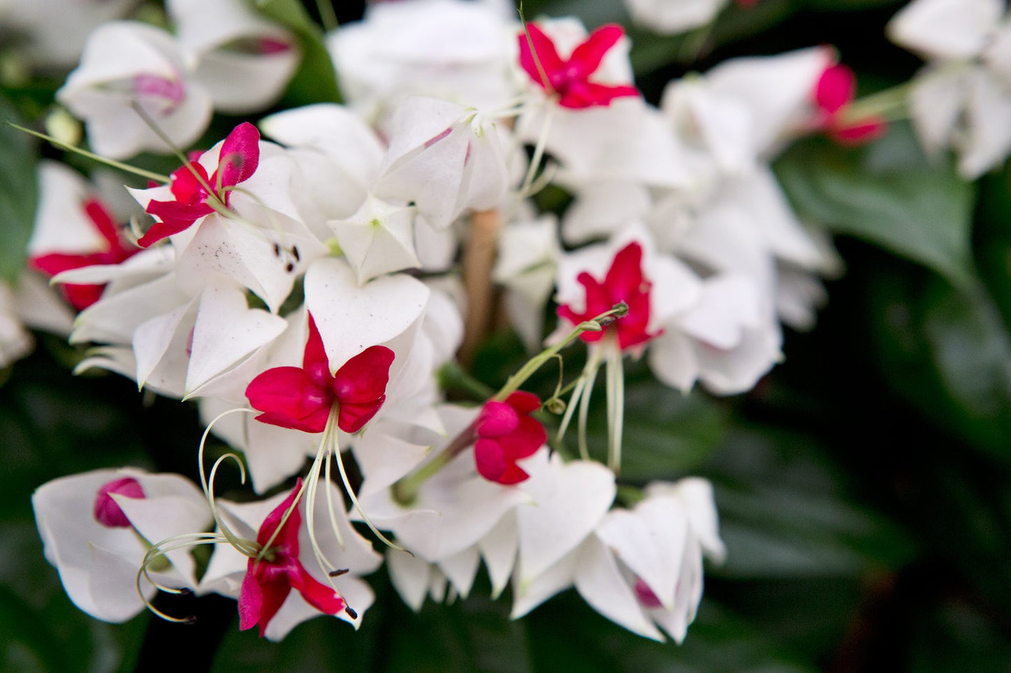 Bleeding Heart White Plants