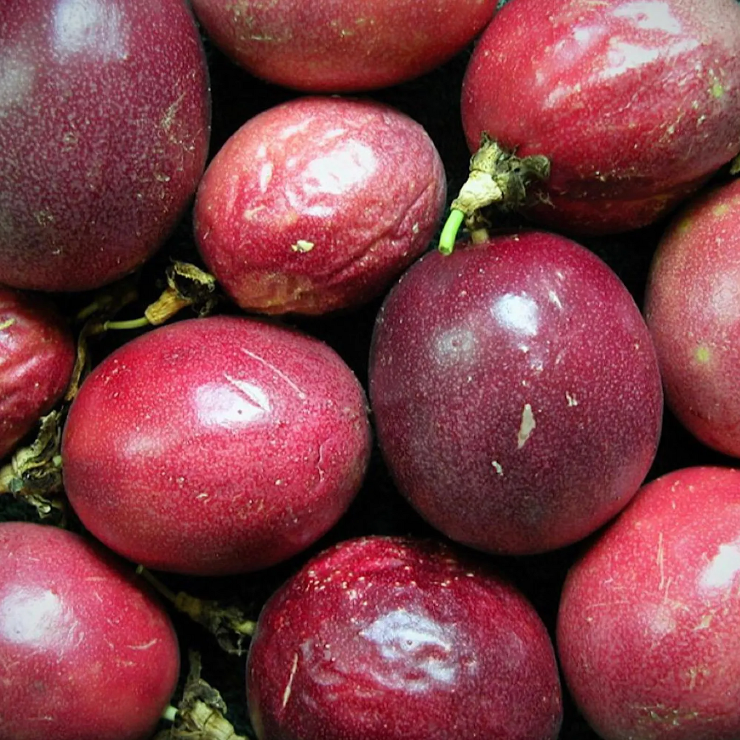 Purple Passion Fruit 'Bounty'