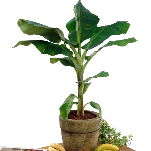Cavendish Banana Tree