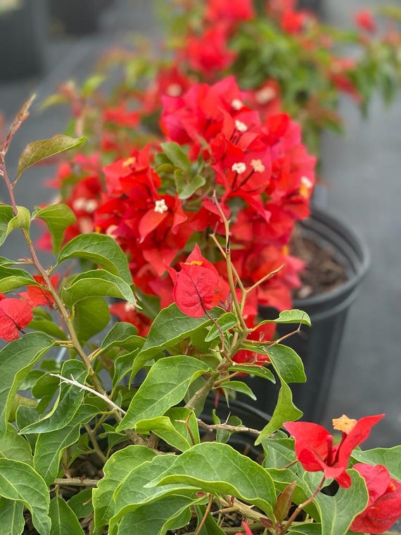 Orange-Red Bougainvillea 'Flame' Plants
