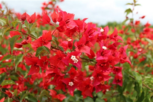 Orange-Red Bougainvillea 'Flame' Plants
