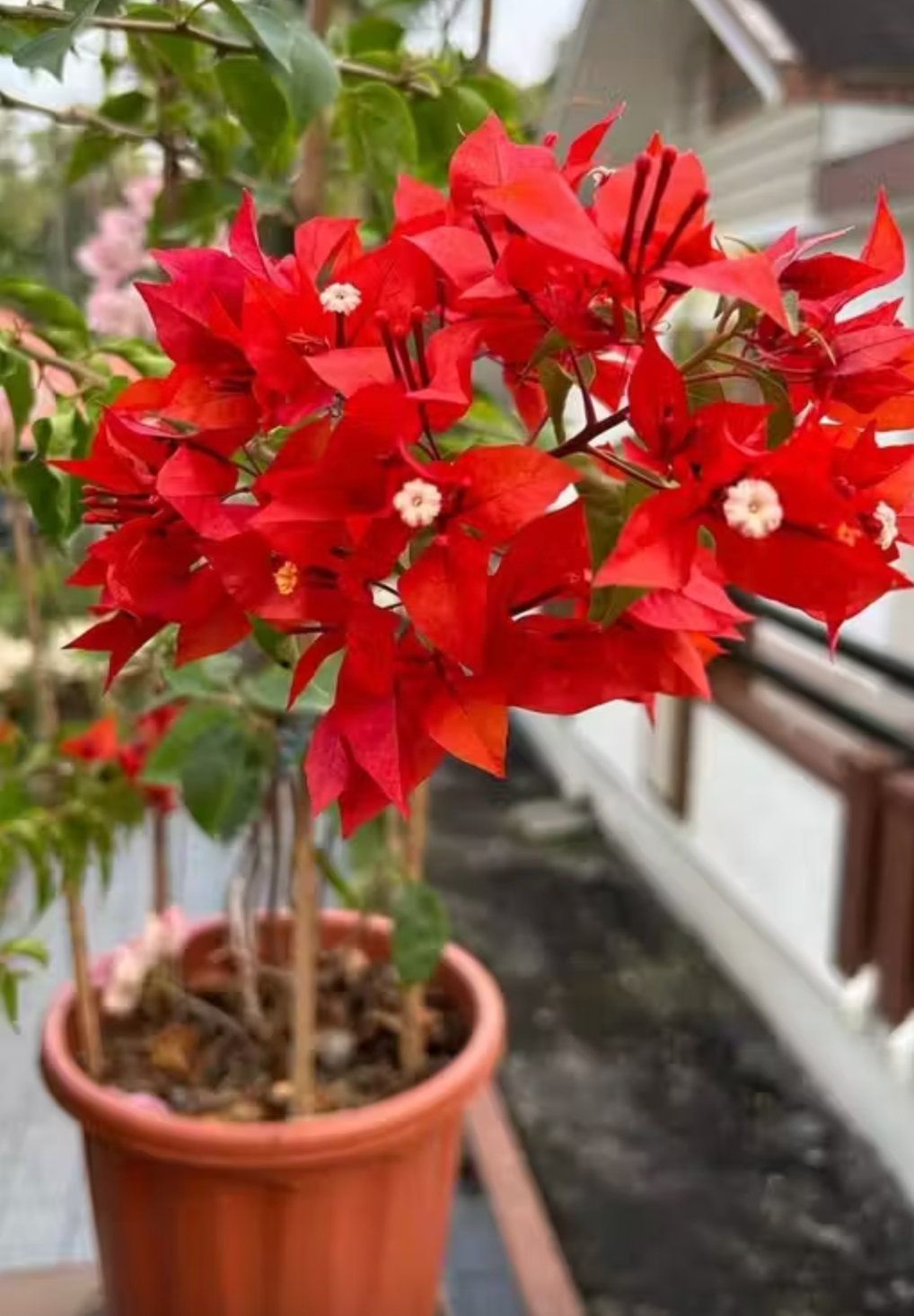 Orange-Red Bougainvillea 'Flame' Plants