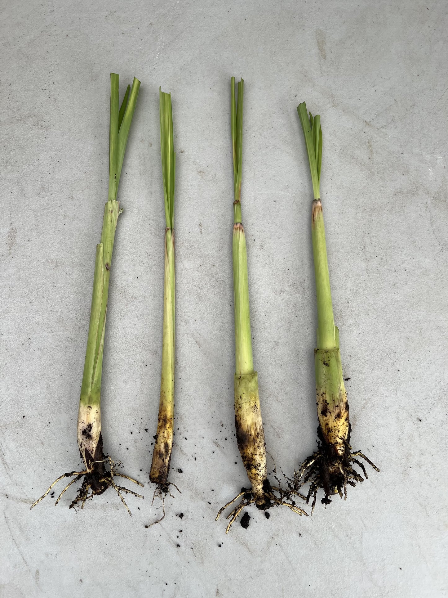 Lemon Grass Plant