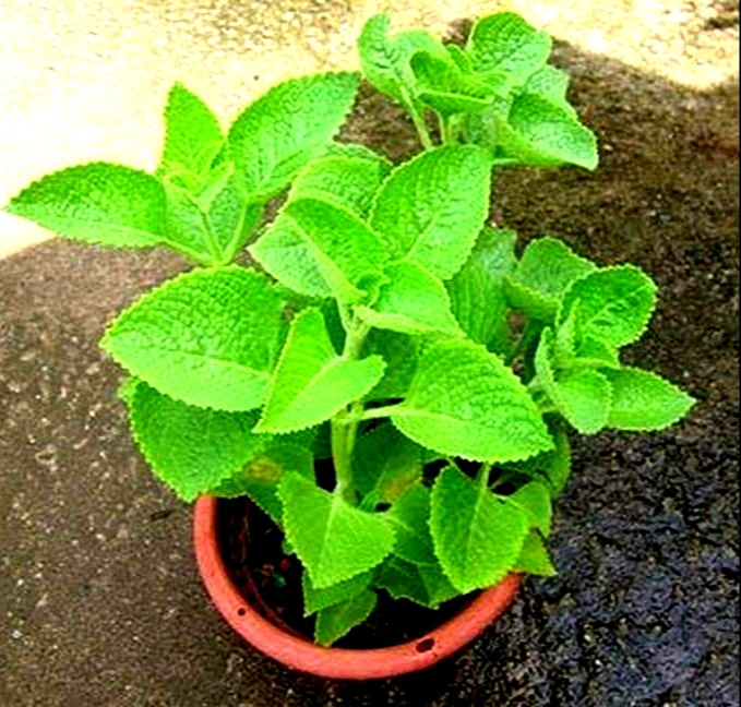 Live Lemon Balm Plants (Pack of 3)