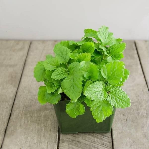 Live Lemon Balm Plants (Pack of 3)