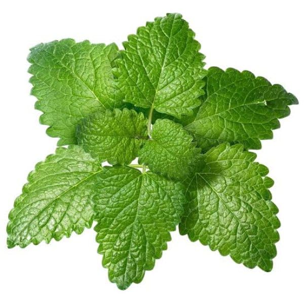 Live Lemon Balm Plants (Pack of 3)