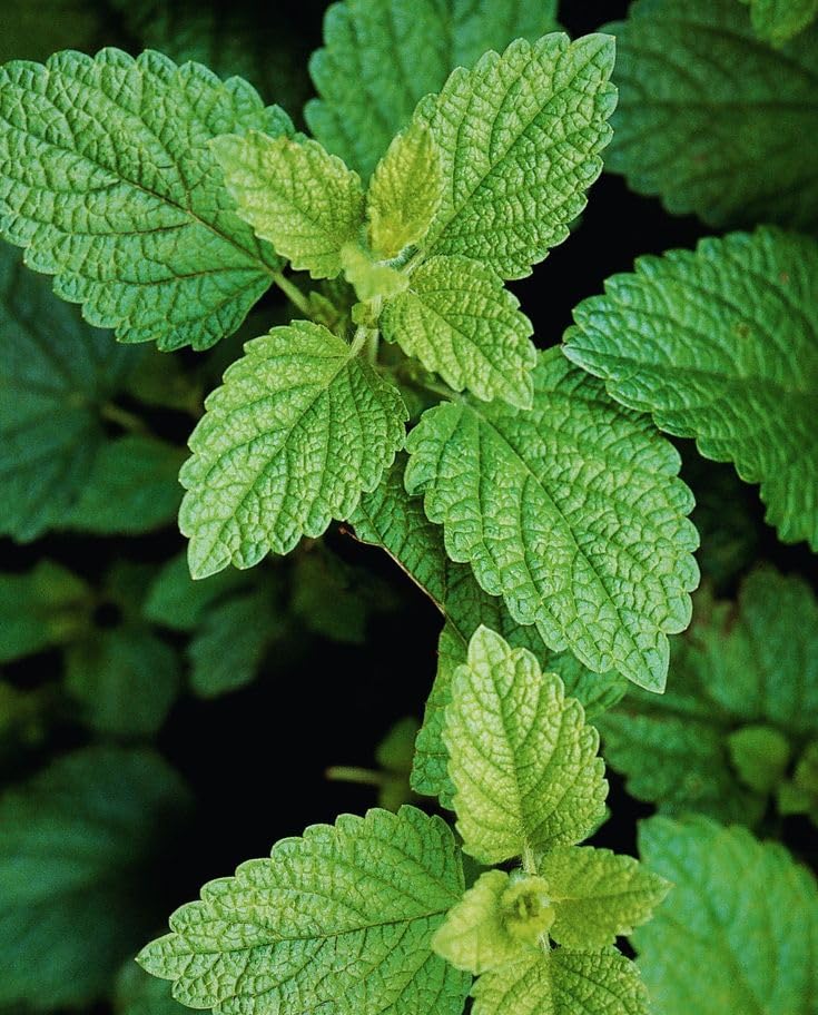 Live Lemon Balm Plants (Pack of 3)
