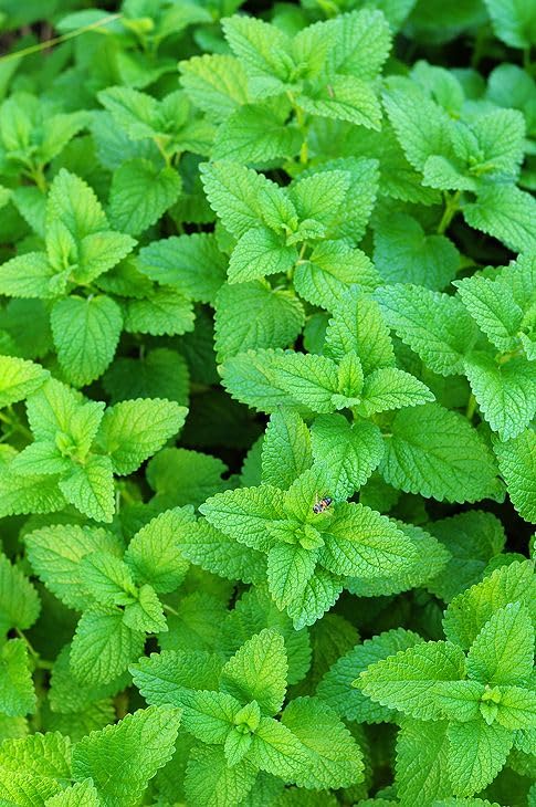 Live Lemon Balm Plants (Pack of 3)