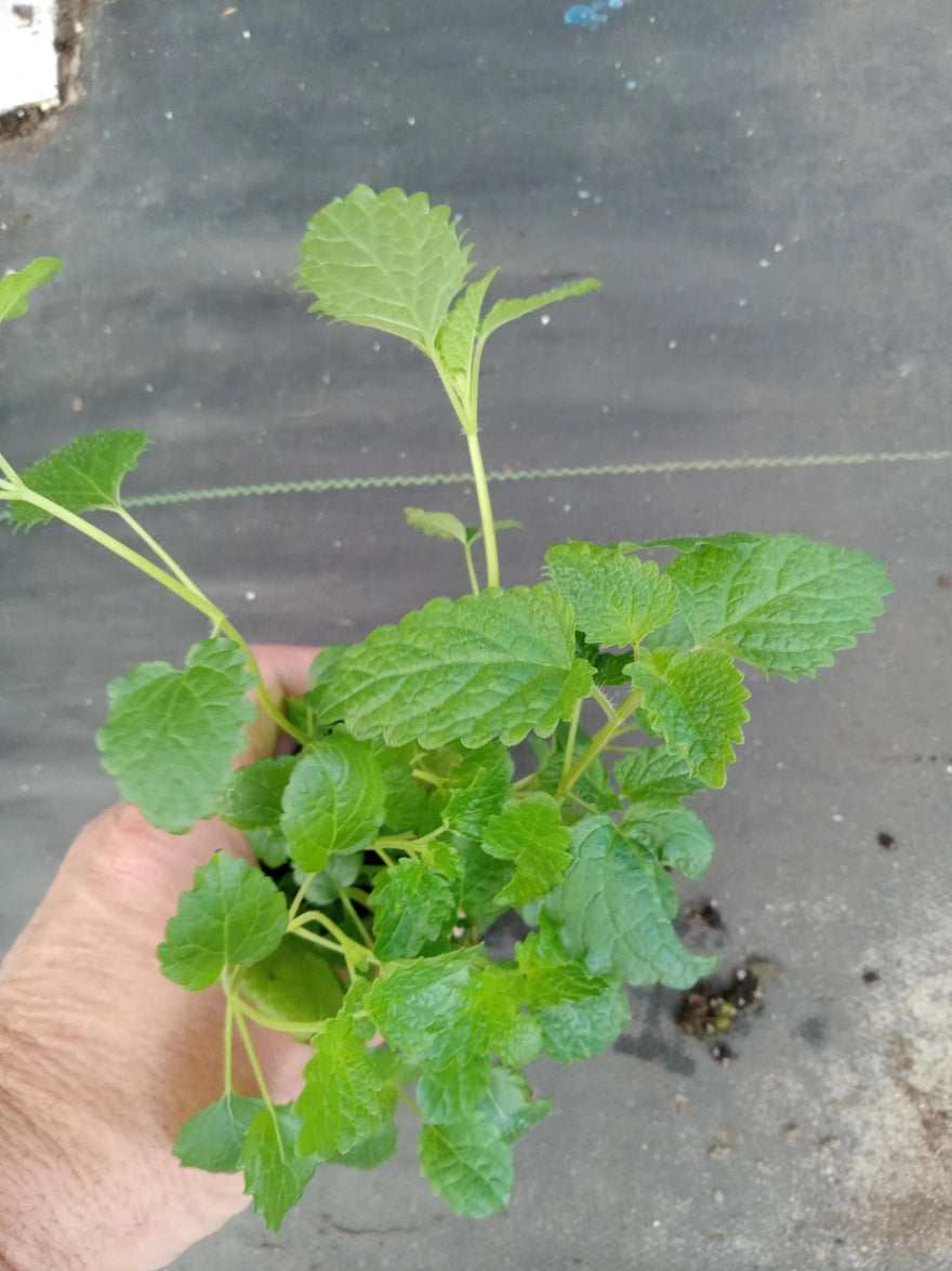 Live Lemon Balm Plants (Pack of 3)