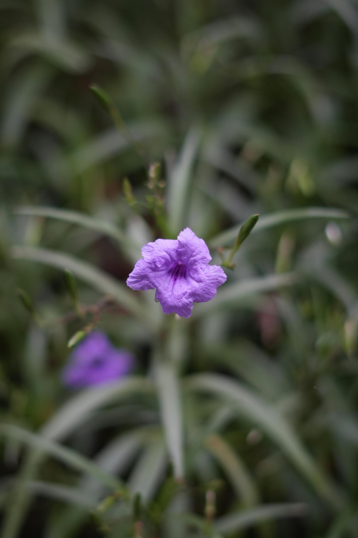 Purple Mexican Petunia
