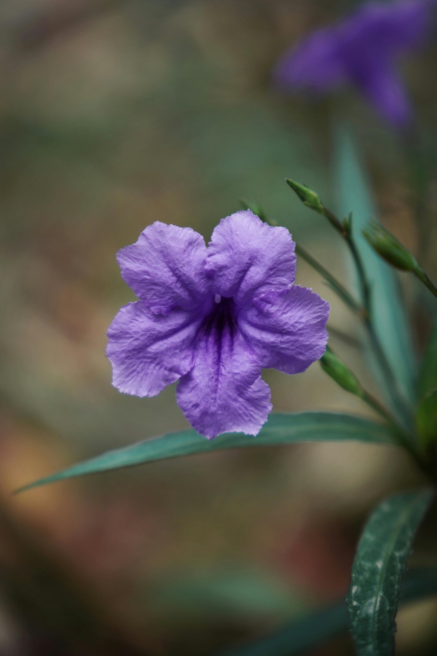 Purple Mexican Petunia