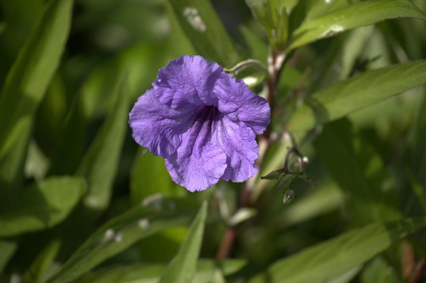 Purple Mexican Petunia