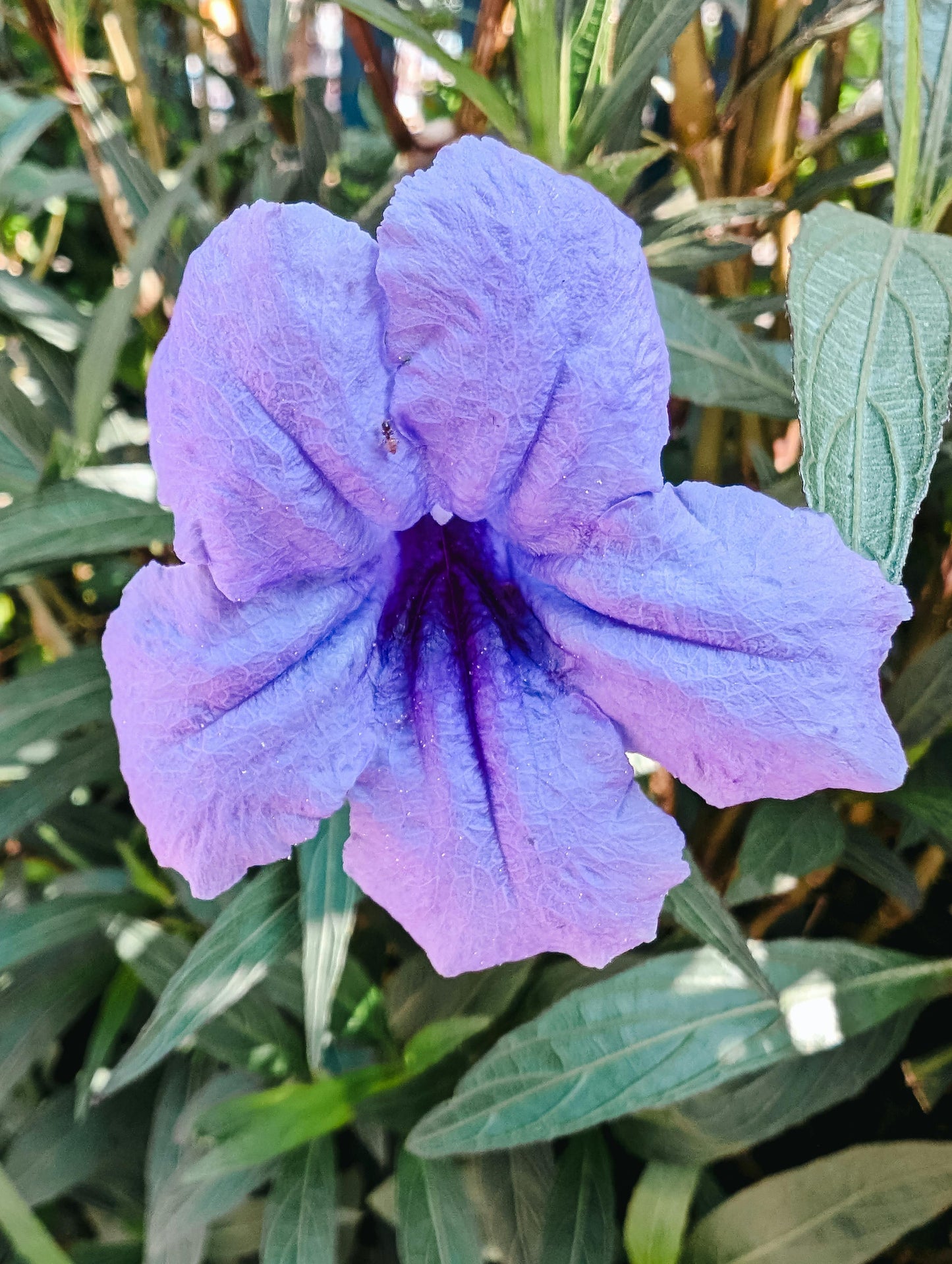 Purple Mexican Petunia