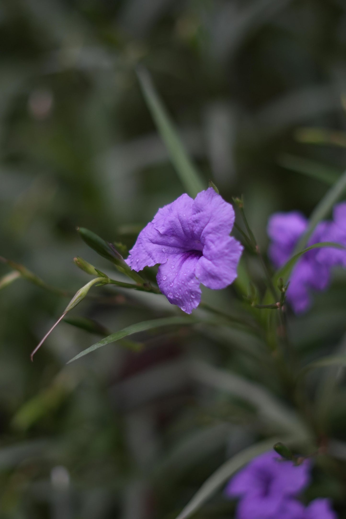 Purple Mexican Petunia