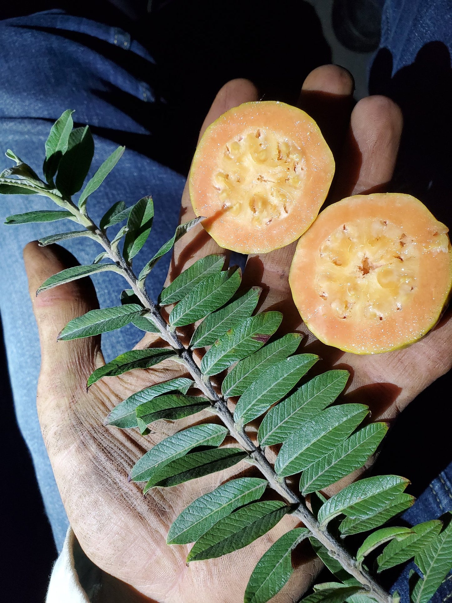 Dwarf Guava Tree