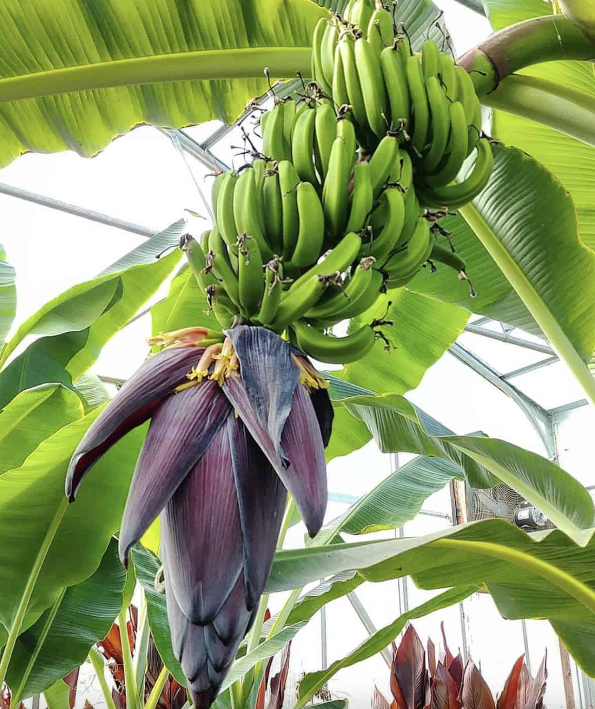Mona Lisa Banana Plant Rare 'Musa FHIA-02'