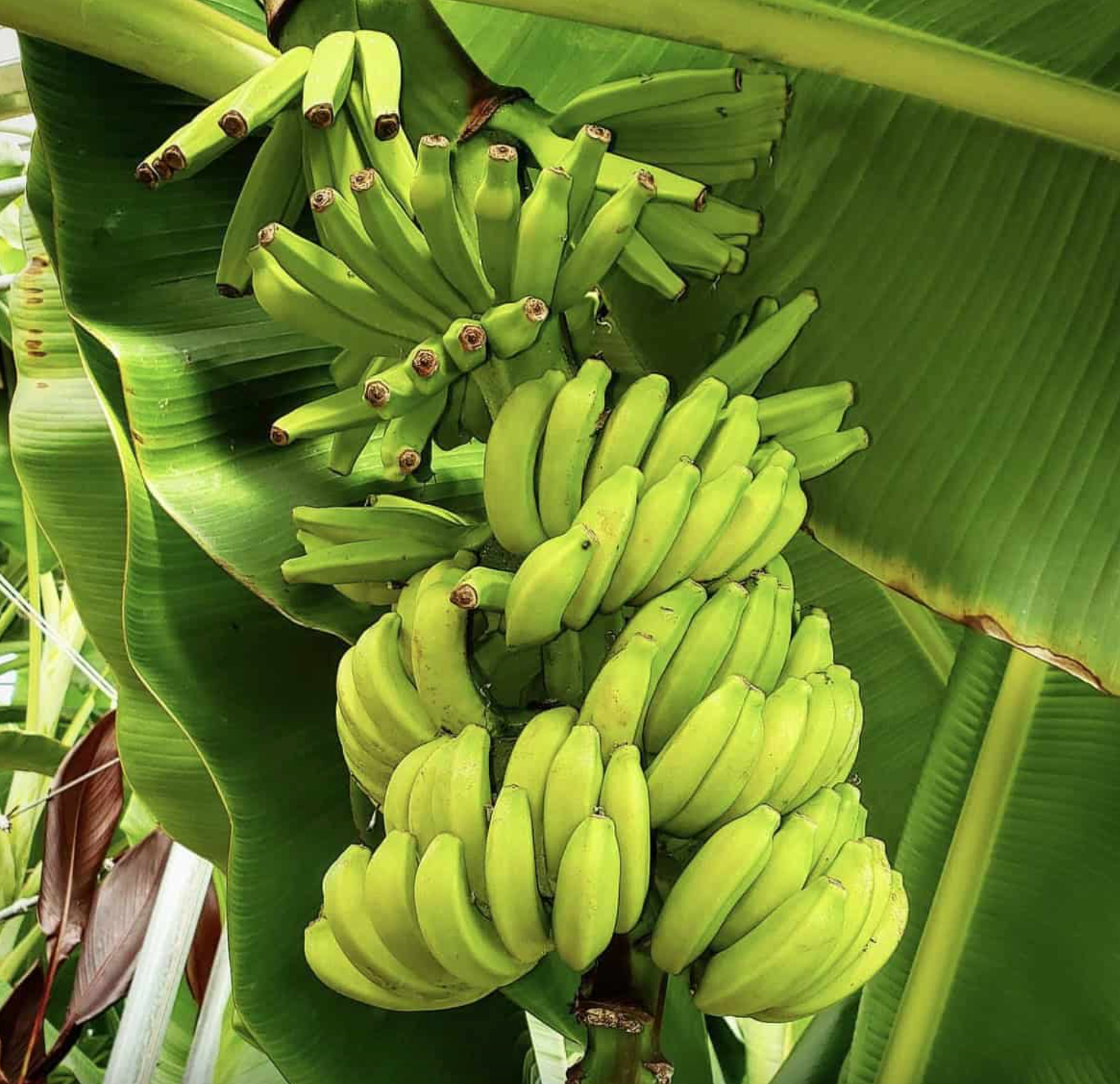 Mona Lisa Banana Plant Rare 'Musa FHIA-02' – Florida Plants Nursery