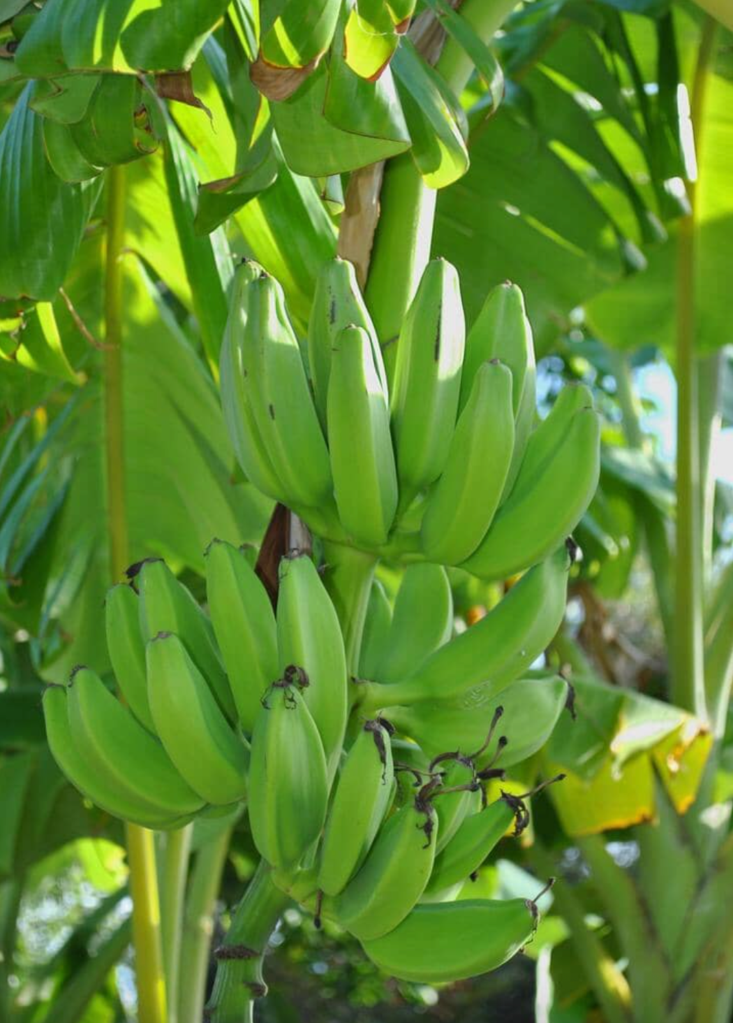 Mona Lisa Banana Plant Rare 'Musa FHIA-02'