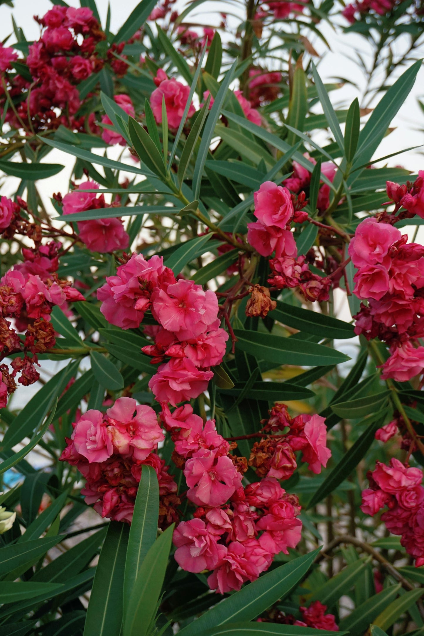 Pink Oleander Plants Pack of 3 - Live Nerium Oleander 6-8" Tall