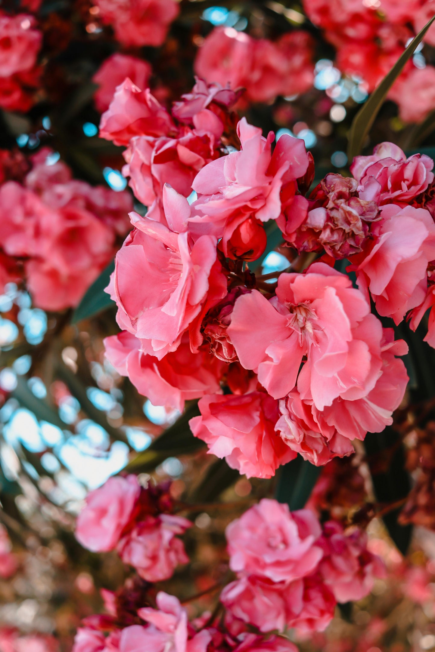 Pink Oleander Plants Pack of 3 - Live Nerium Oleander 6-8" Tall