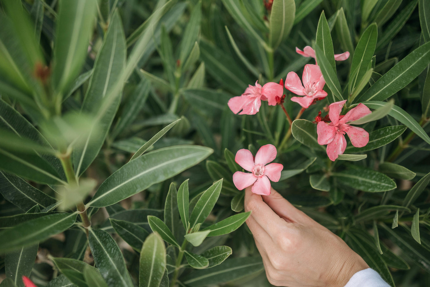 Pink Oleander Plants Pack of 3 - Live Nerium Oleander 6-8" Tall