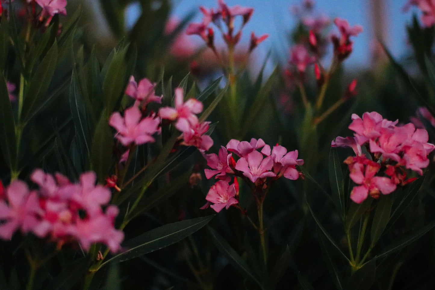 Pink Oleander Plants Pack of 3 - Live Nerium Oleander 6-8" Tall