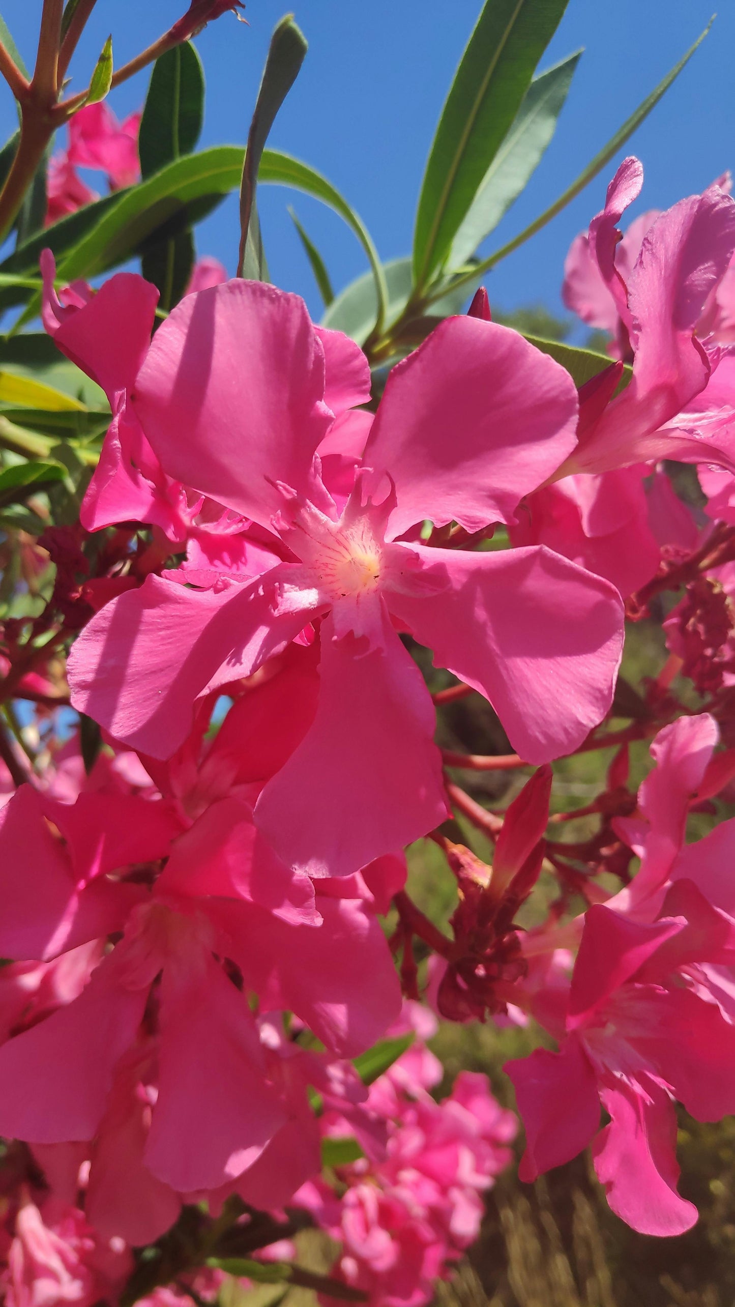 Pink Oleander Plants Pack of 3 - Live Nerium Oleander 6-8" Tall