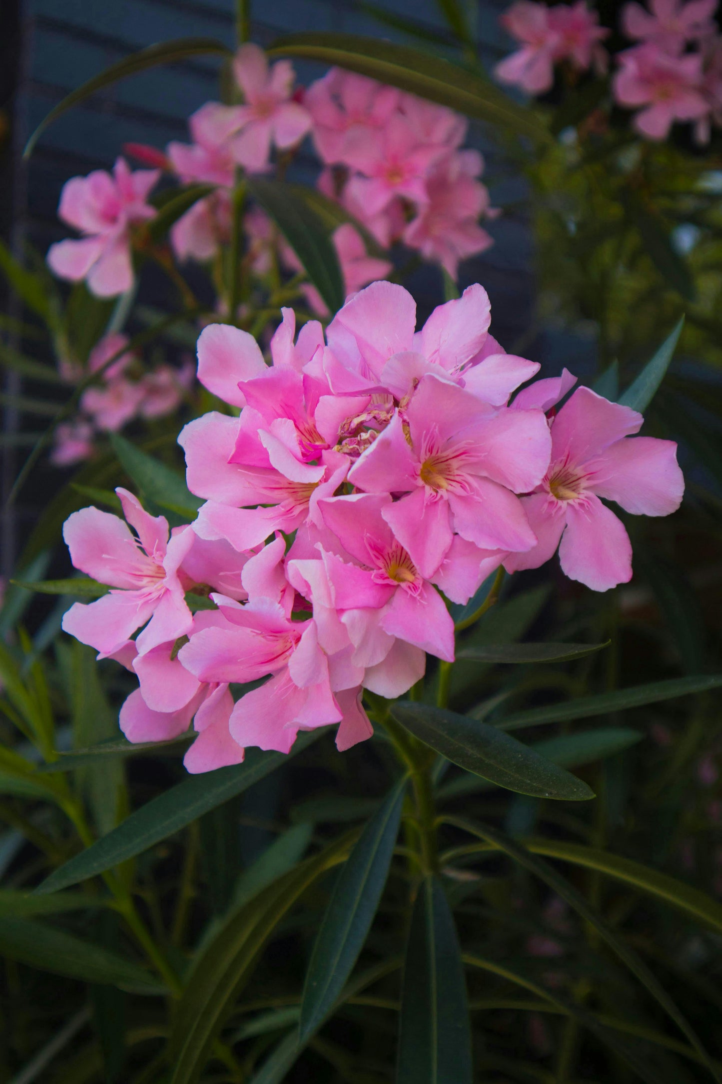 Pink Oleander Plants Pack of 3 - Live Nerium Oleander 6-8" Tall