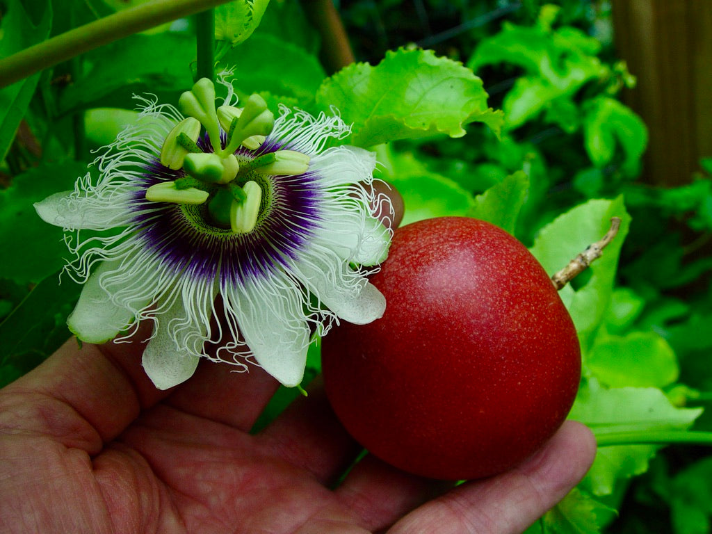 Cold Hardy Panama Red Passion Fruit