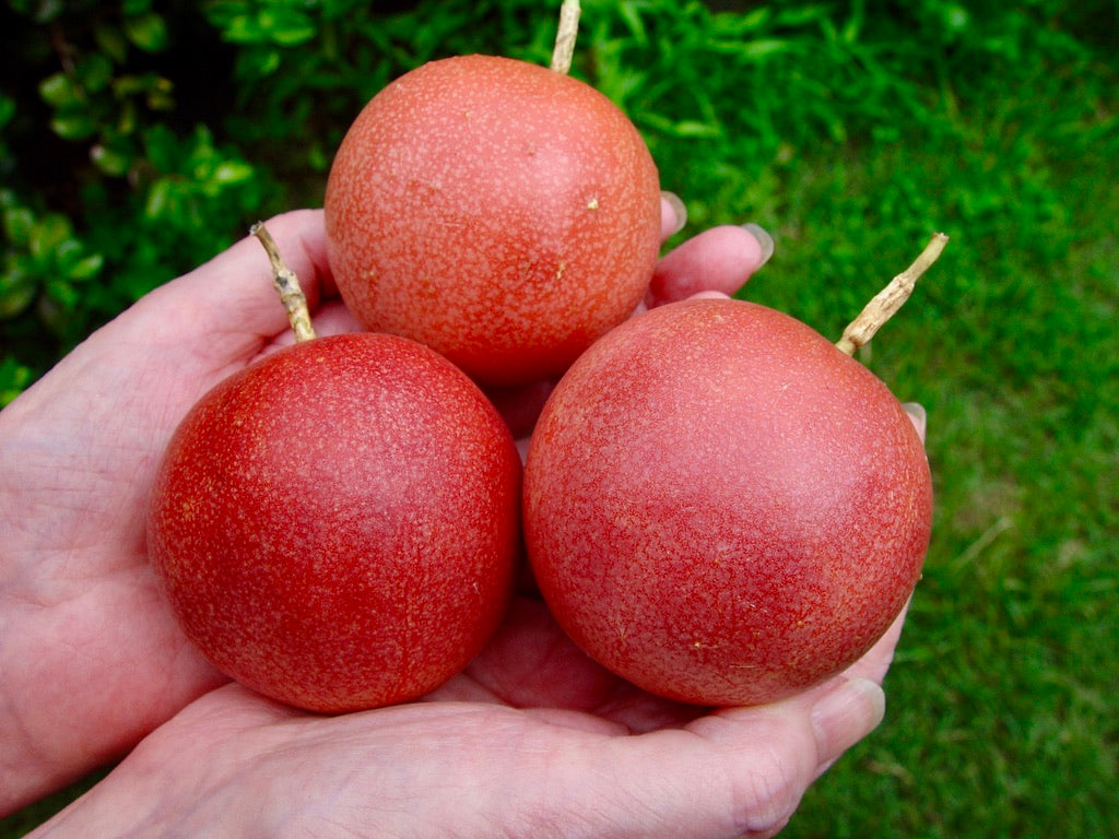 Cold Hardy Panama Red Passion Fruit