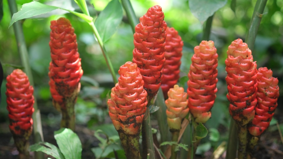 Shampoo Ginger Rhizomes (Roots)