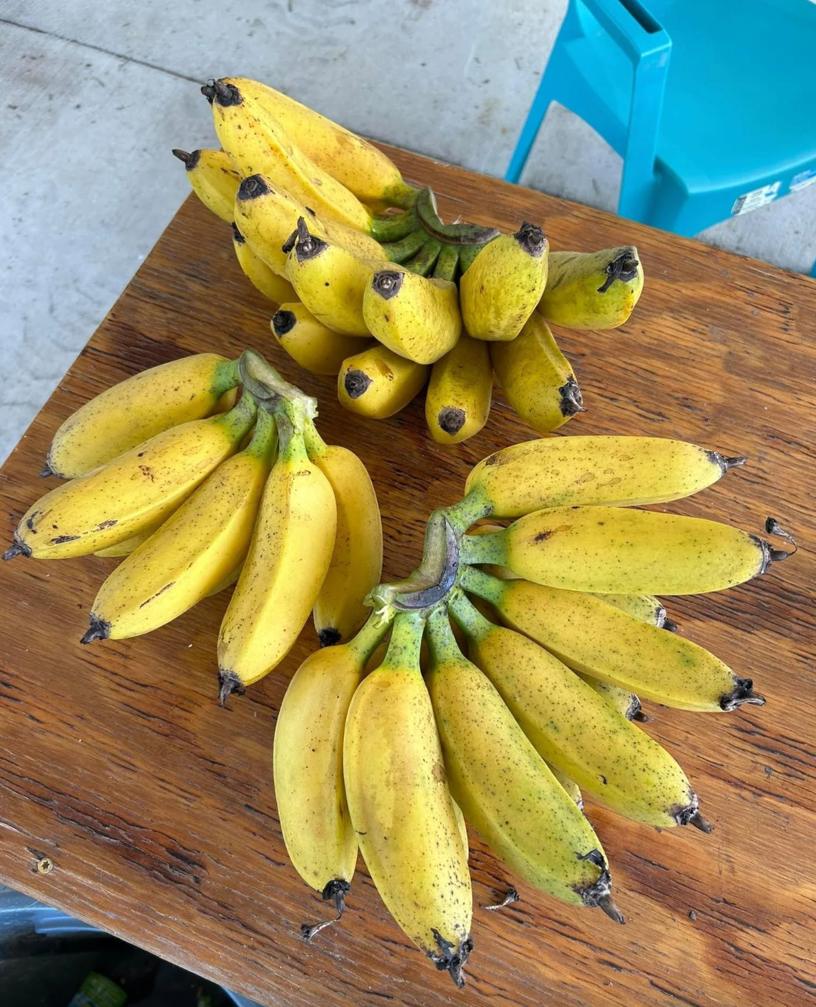 Sweetheart Banana Plant Rare 'Musa FHIA-3'
